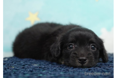 成約済の千葉県のチワックス:チワワ×ミニチュアダックスフンド-225148の3枚目